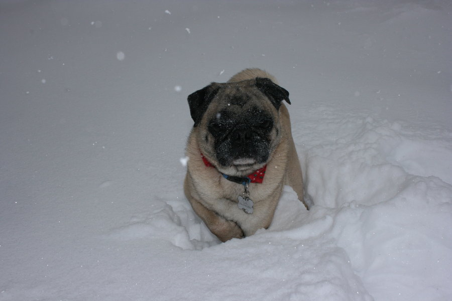 Senior Jessica Browns pug standing in the snow