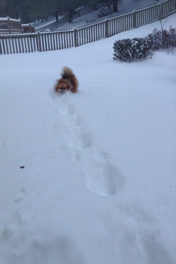 Senior Hannah Marshalls Pomeranian bounding through deep snow 