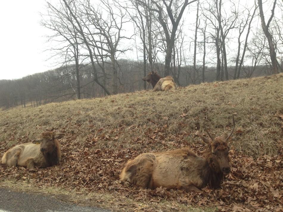 Out and About: Lone Elk Park showcases the beauty of nature