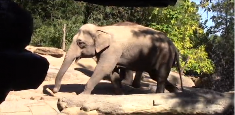 National Elephant Appreciation Day