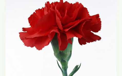 Juniors sell carnations for St. Jude’s