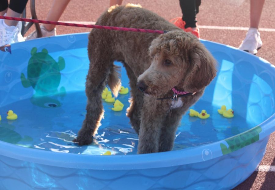 At the girls swim teams duck pool booth at the Homecoming kickoff, science teacher Elizabeth Overcashs dog plays in the water. At the event, several clubs and teams ran booths with games and prizes for elementary schoolers in the community. 