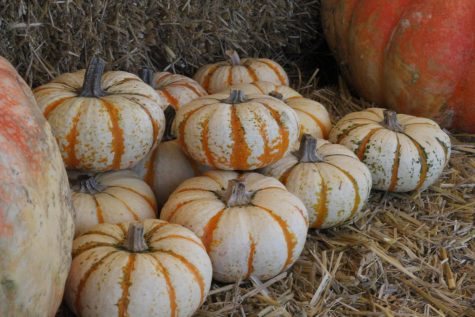 Photo Opinion: What is your favorite Thanksgiving Tradition?