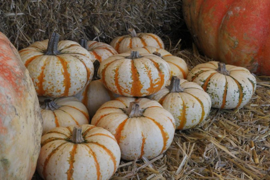 As fall rolls around, so do the local fall activities. Grab your pumpkin spice latte, cozy sweater and a mask to travel to these fun local areas, from haunted houses to petting zoos.