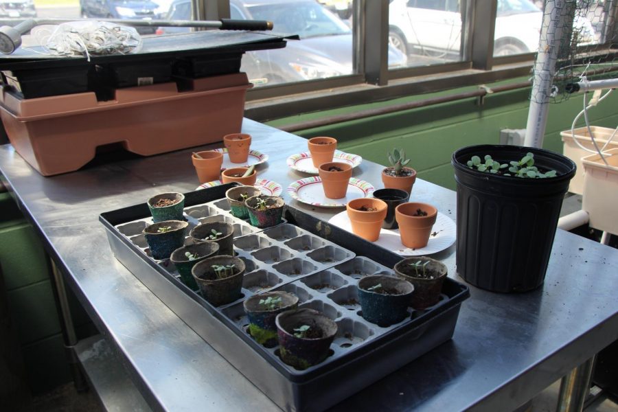 With the newly planted flowers, SSD students arranged the plants in a large tray. 