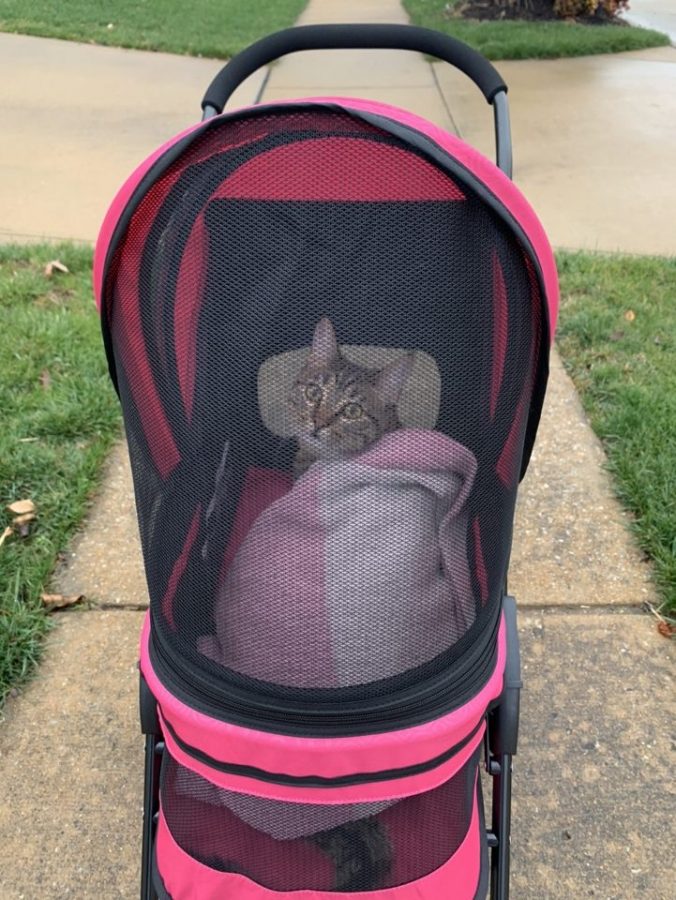 In addition to not minding the outfits, Bob also enjoys her stroller rides. “She also likes stroller rides, likes to play catch and likes to take baths, Alspaw said. If you start them at a young age, they’ll do whatever you want. You could go on a mile walk and I don’t think that she’d mind because she’s got the roof over the stroller.”