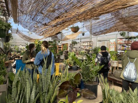 Patrons search through a sea of plants in Maypop’s greenhouse