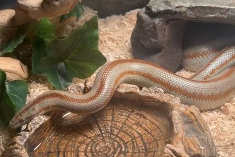 Living in his enclosure, sophomore Kyla Krimmels pet snake, Axel, slithers on a stump. The Krimmel family currently has two snakes: Axel and Sage