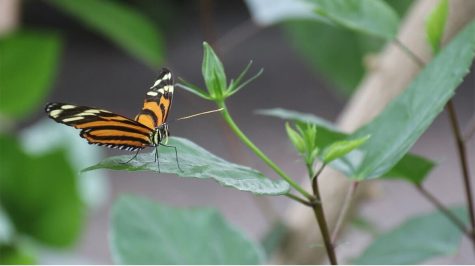 The Sophia M. Sachs Butterfly House takes care of thousands of insects all year long, open from Tuesday to Sundays. The facility is located at 15050 Faust Park Drive in Chesterfield and has been operating since 1998.