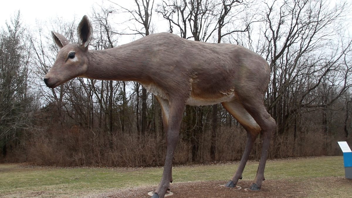 Tony Tasset
Deer, 2015
fiberglass, steel, paint
12 x 20 x 8 feet
Laumeier Sculpture Park Collection