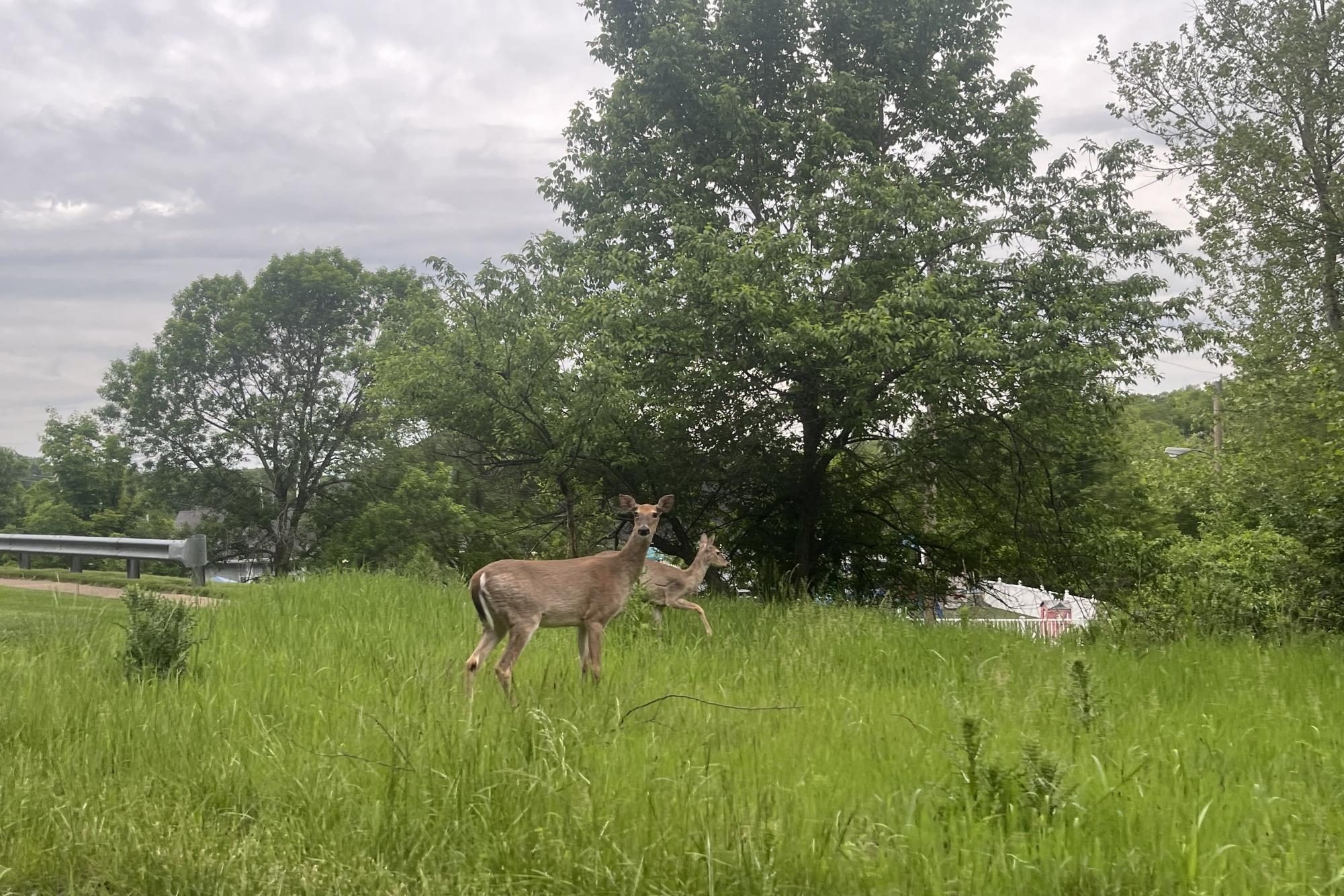 Deer overpopulation leads to action from Wildwood – The Lancer Feed