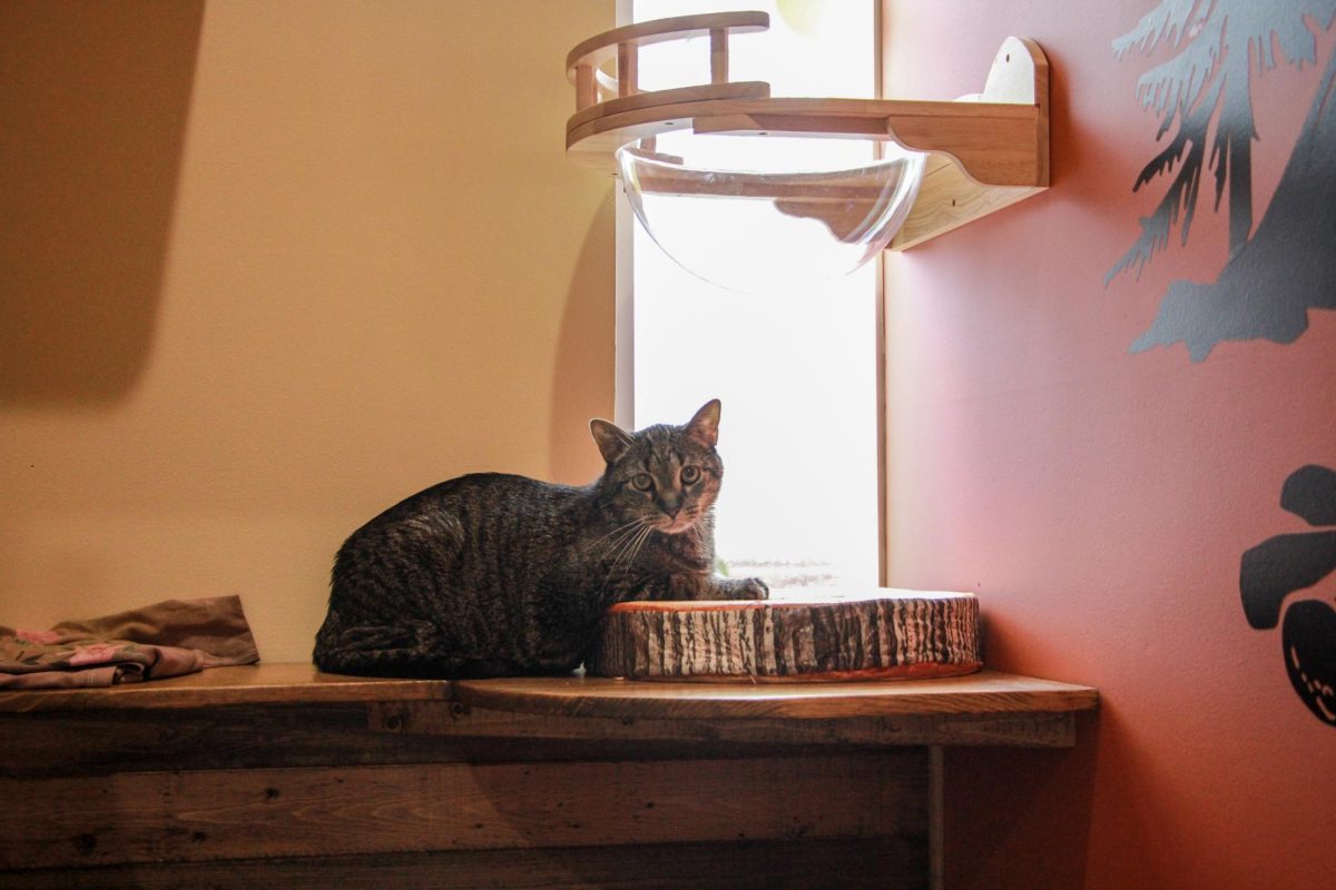 Perched by the window, guest cat Oliver enjoys a sunbath.